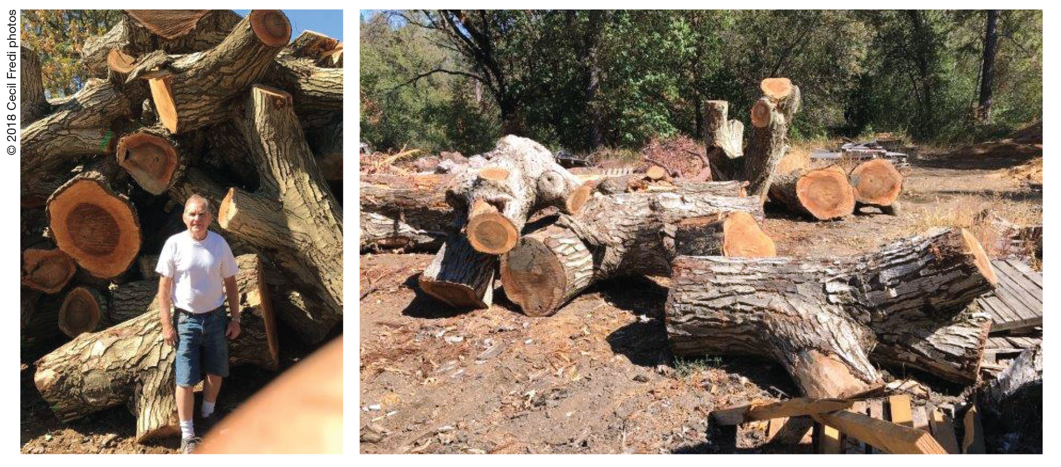 Logs prior to being sent to the sawmill.